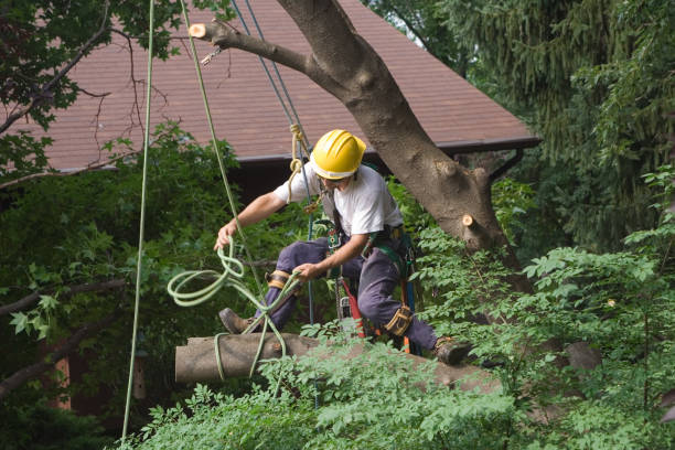 Best Stump Grinding and Removal  in Mars Hill, NC